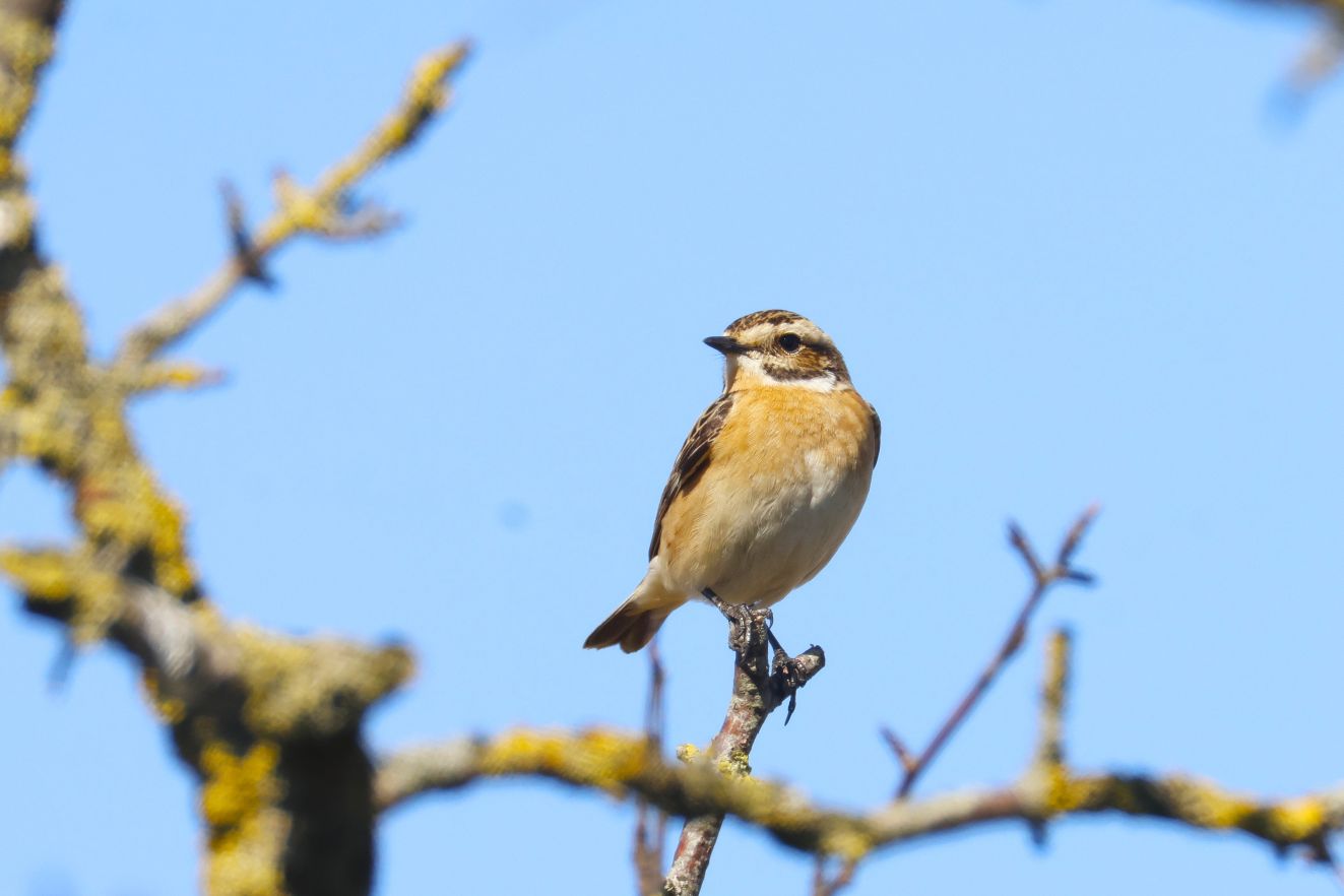 280426bynkbissemanach