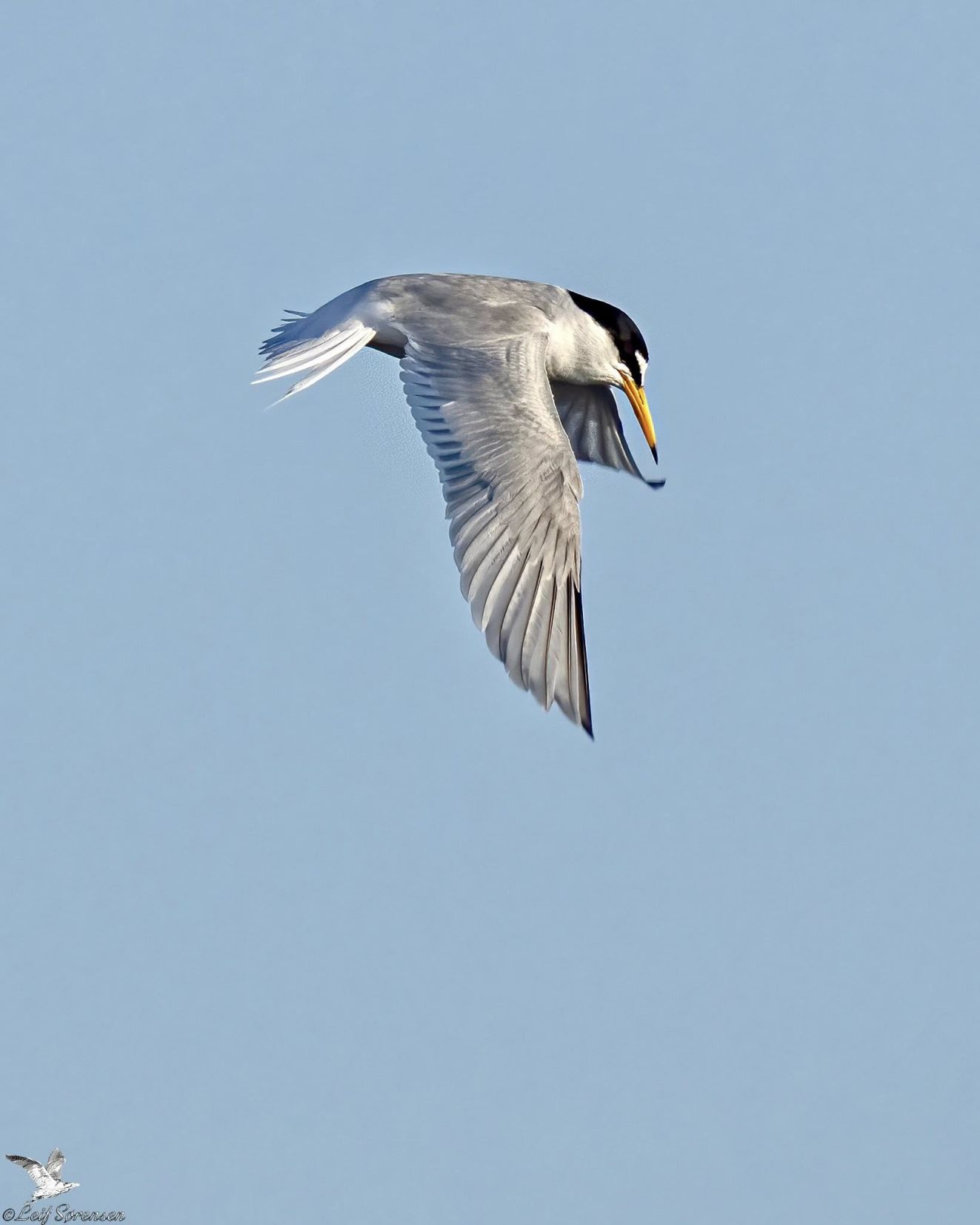 280426dværgnybsønls