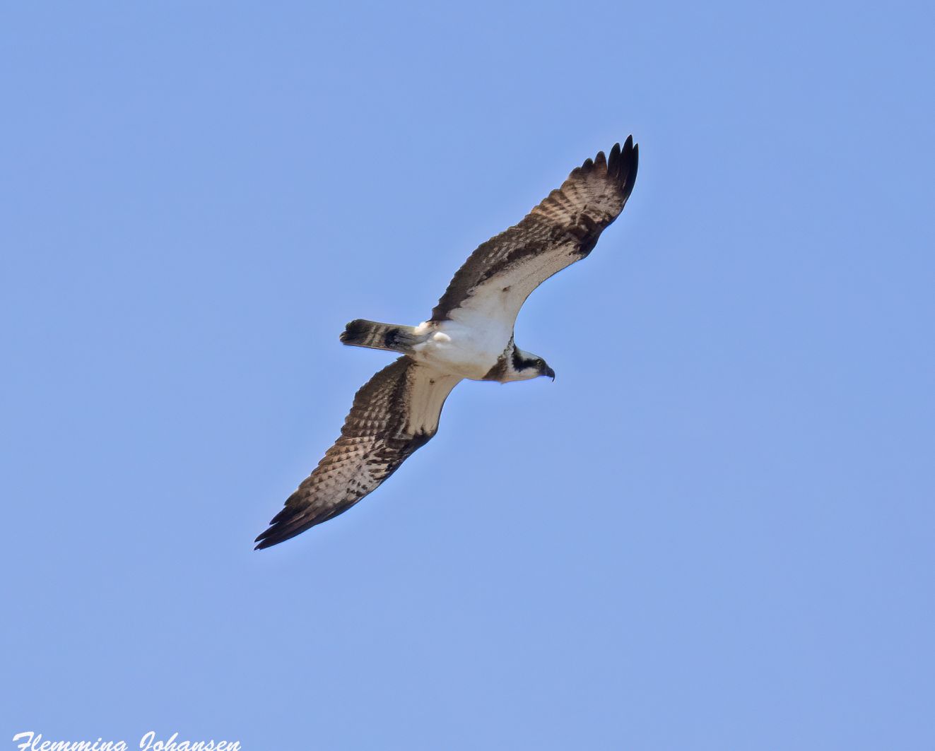 280426fiskgulsonsflj