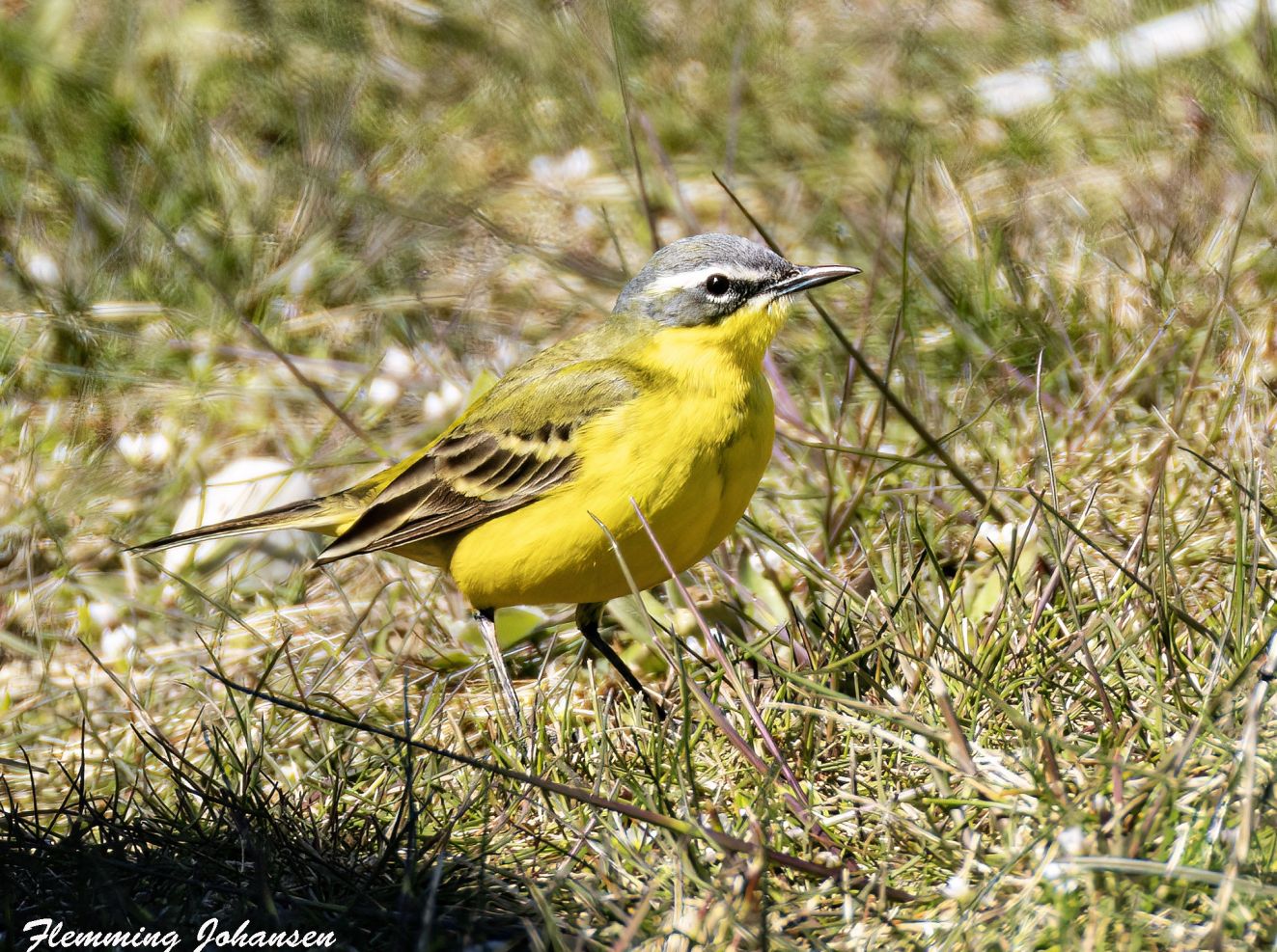 280426gulgulstonsflj