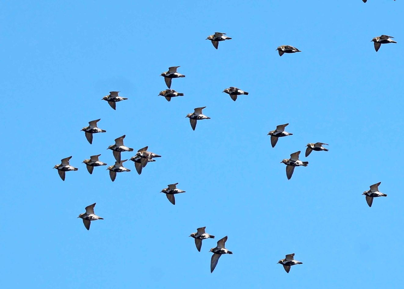 280426hjejleonsbøjdjd