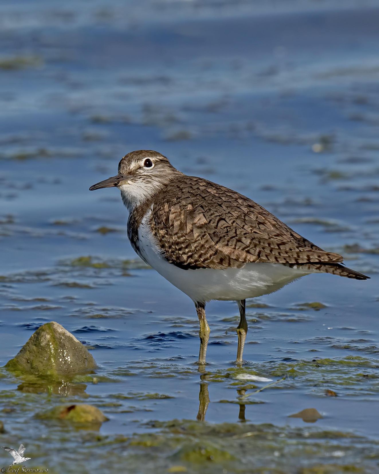 280426mudderklireespeonsls