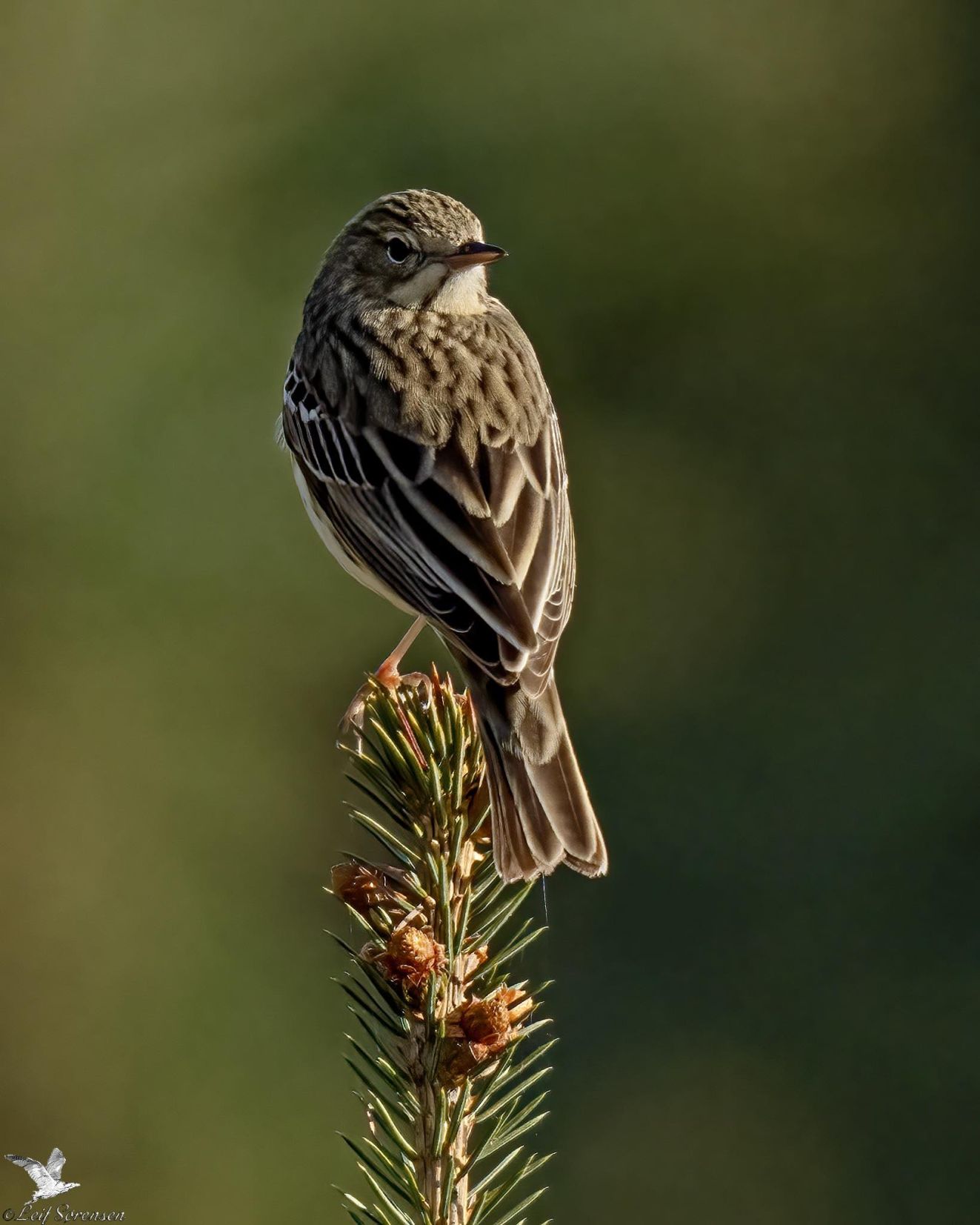 280426skovbrændetorsls