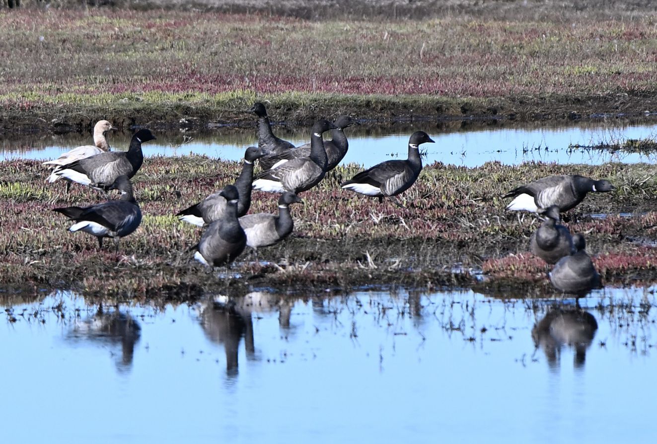 280426sortbugthurøonslbl