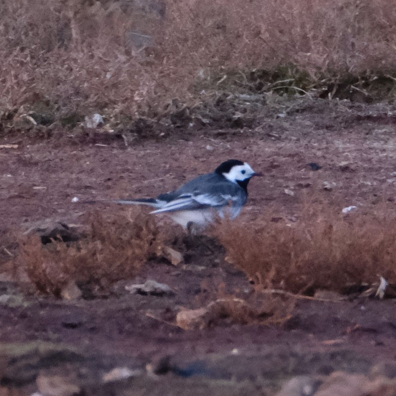 280426sortrygbispsønkrh