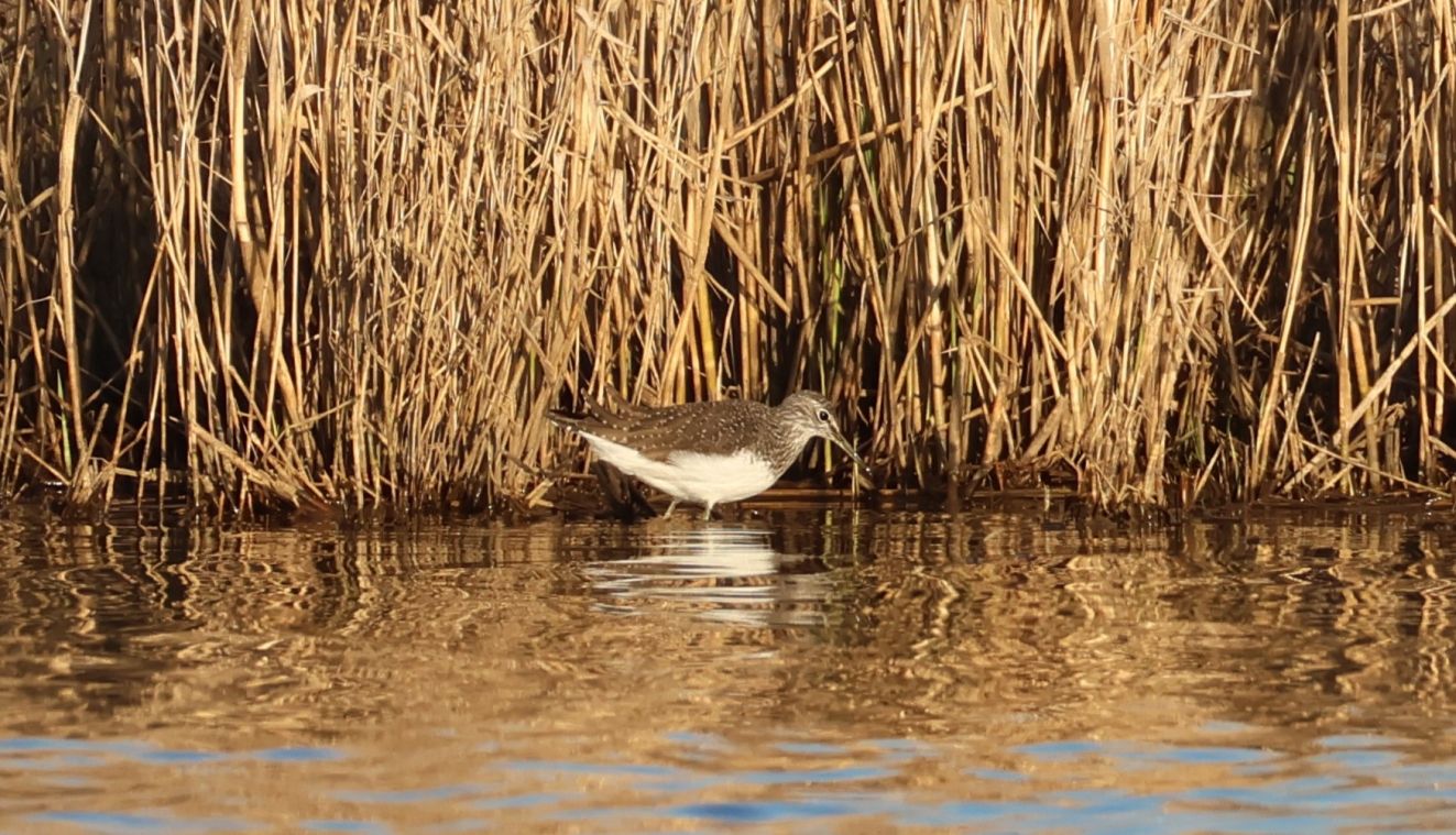 280426svalemanbispsra