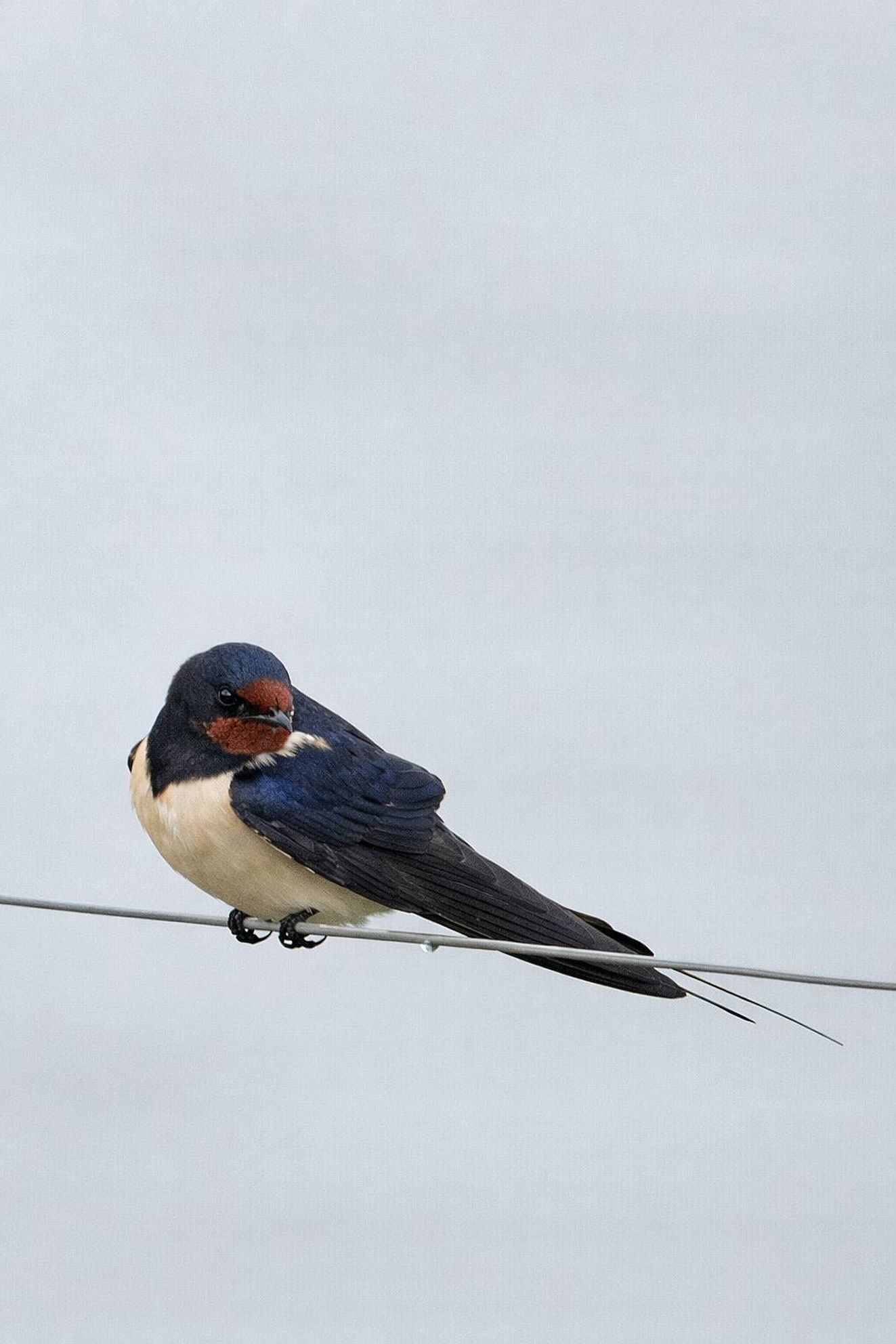 160426landsgyldenonssfa