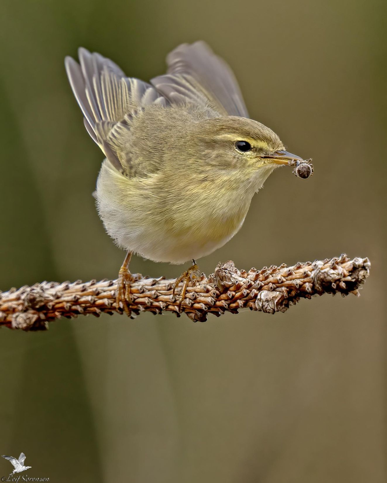 160426løvsonsbrændls