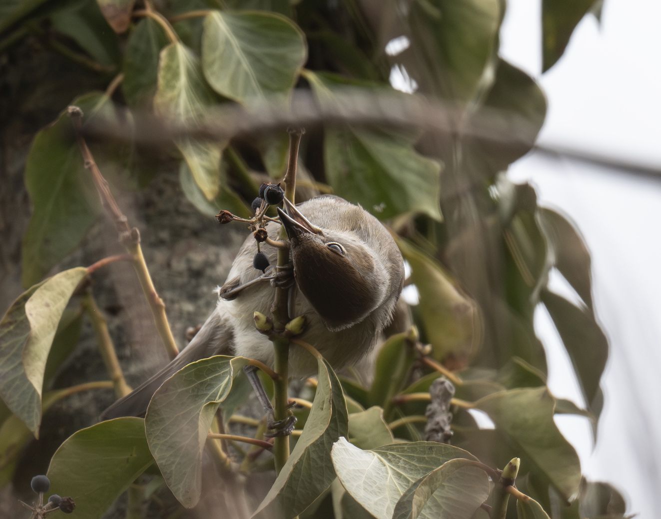 160426munkvornæsjeh