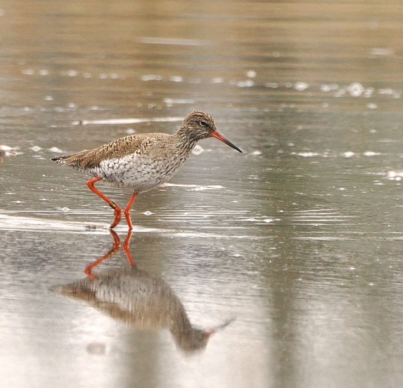 160426rødbenbisponsfsk