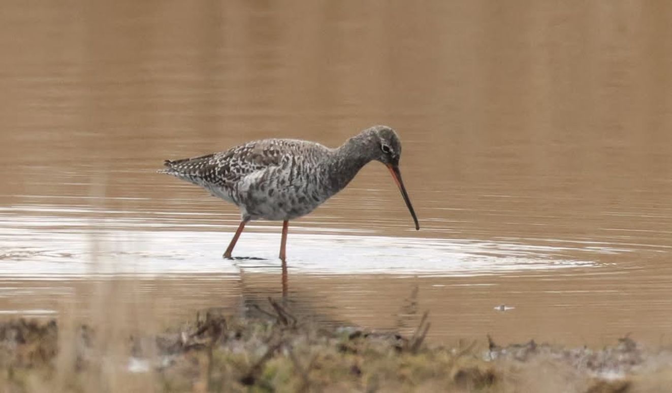 160426sortbisptirssra