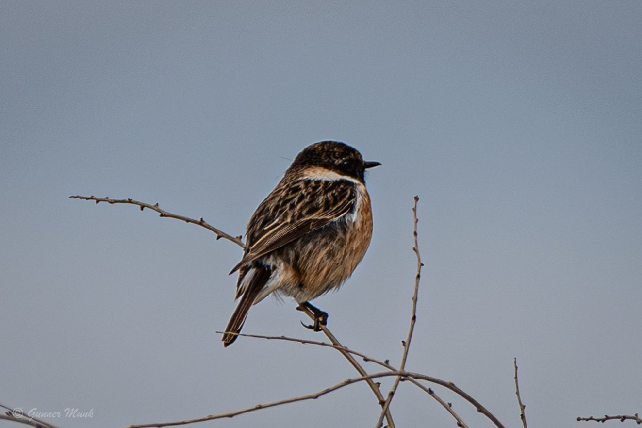 160826sortmanbogensegmu