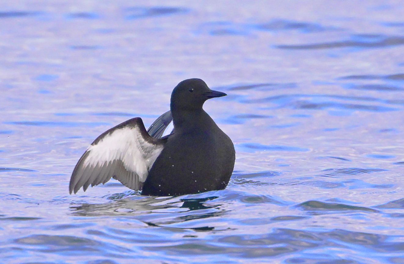 190426tejstundervingeet