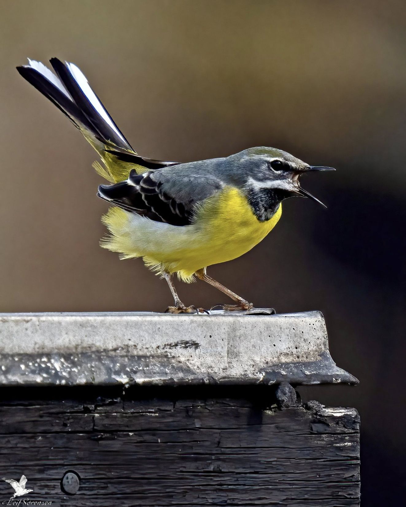 080426bjergsandlørls