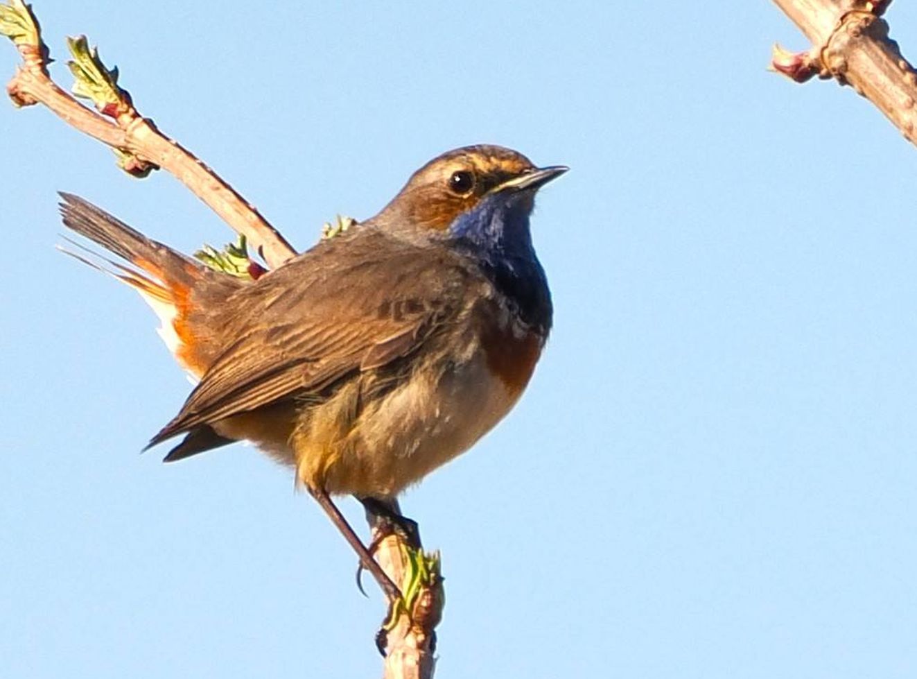 080426blåonsbispfritsskorntorp