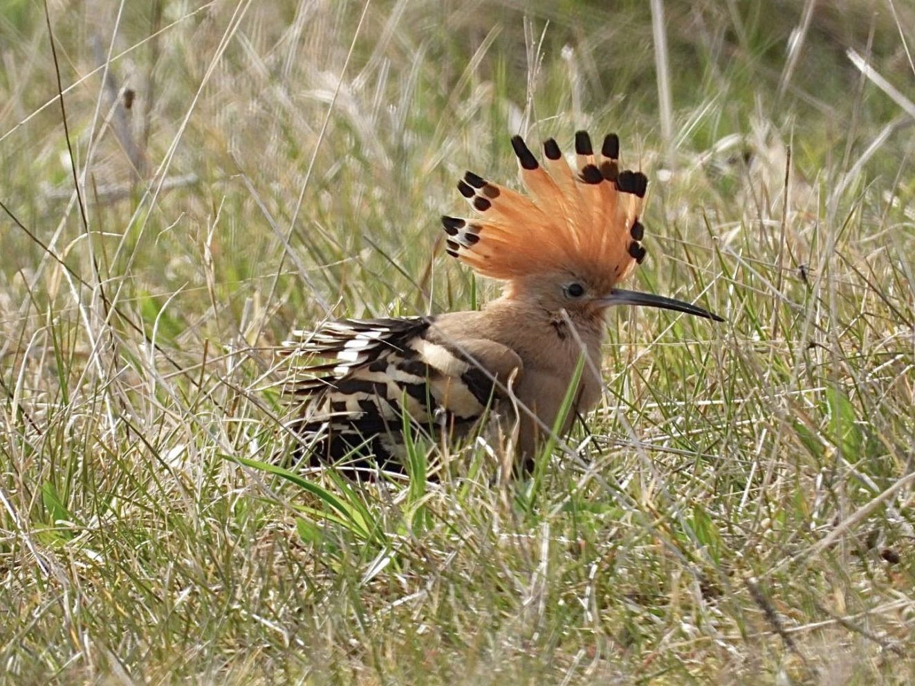 080426hærveravedelflindt
