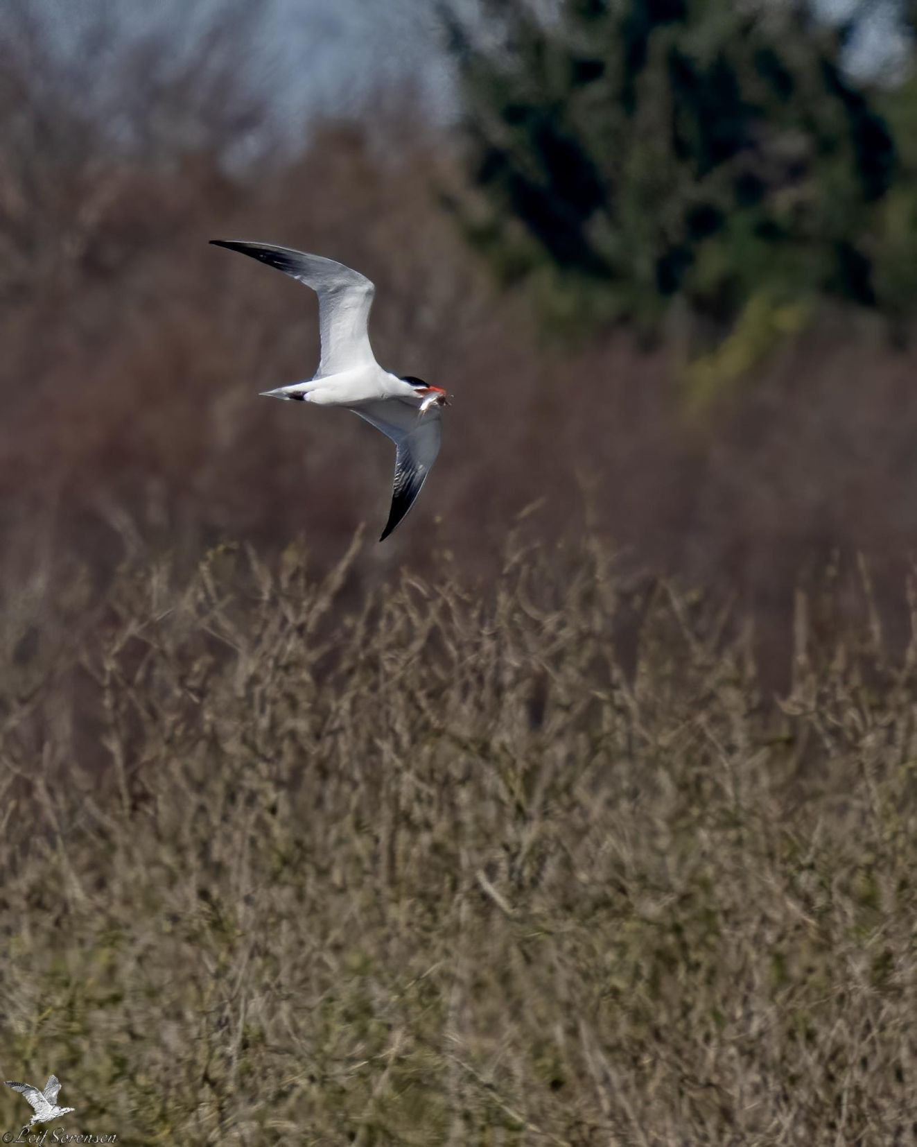 080426rovbrændtorsls