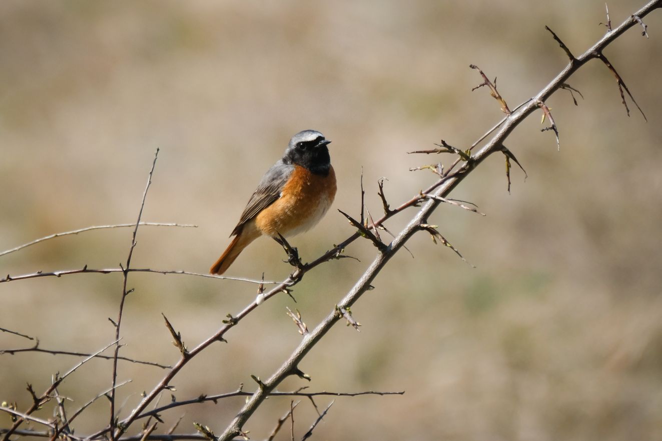 080426rødflyvlørmra