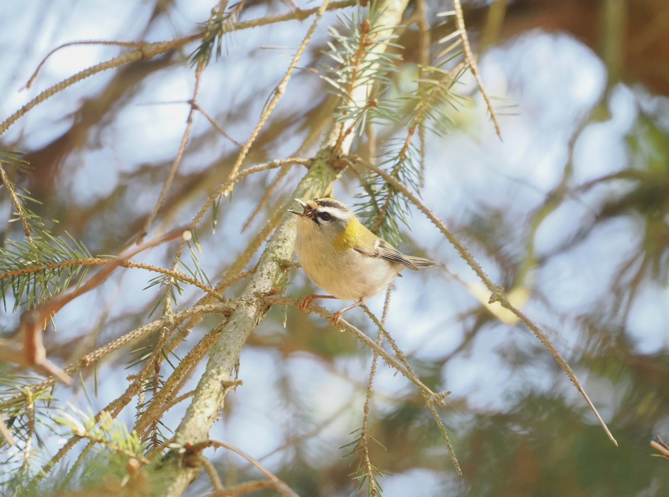080426rødtopflyvkko