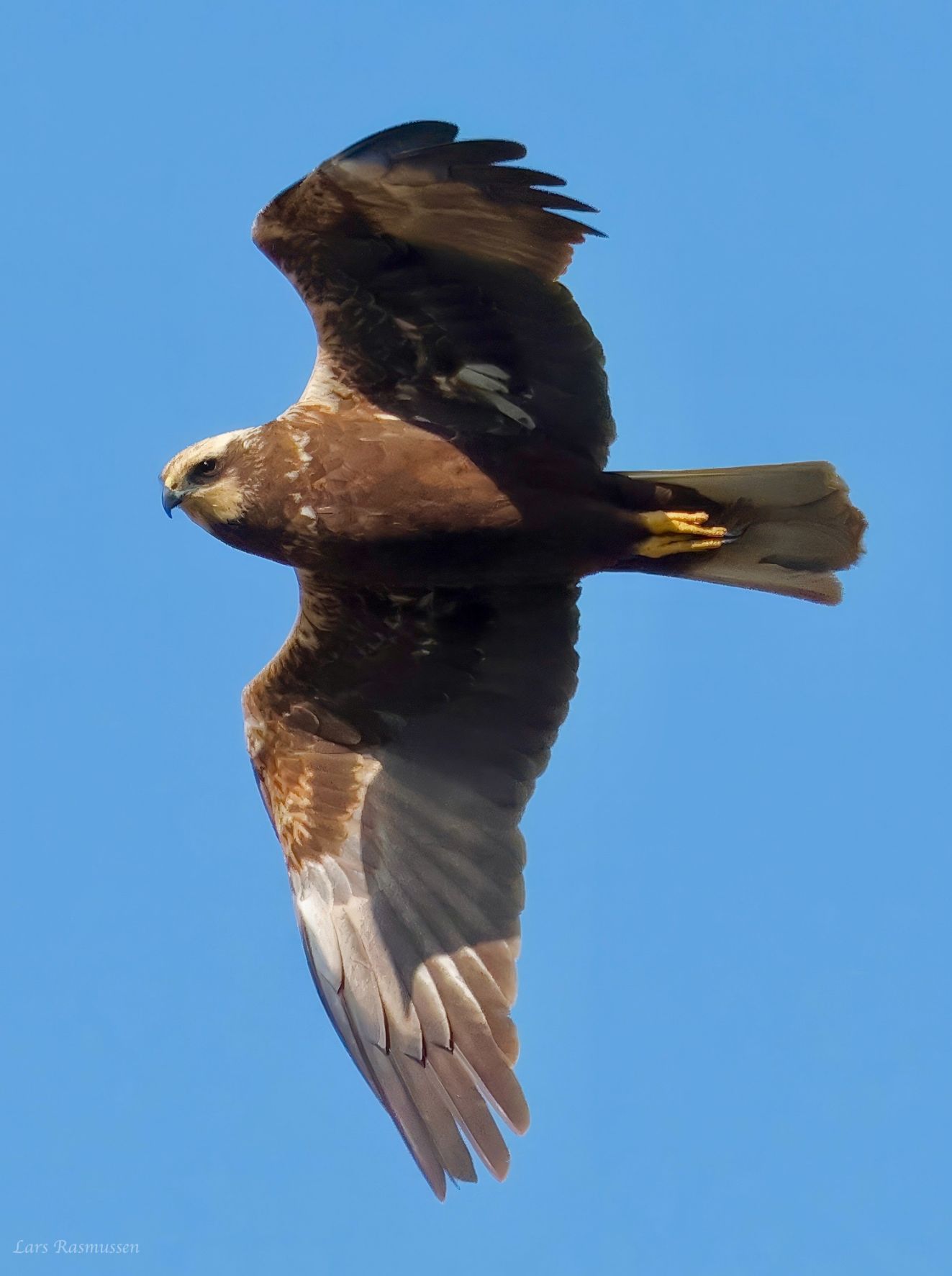 080426rørbrahesønlr