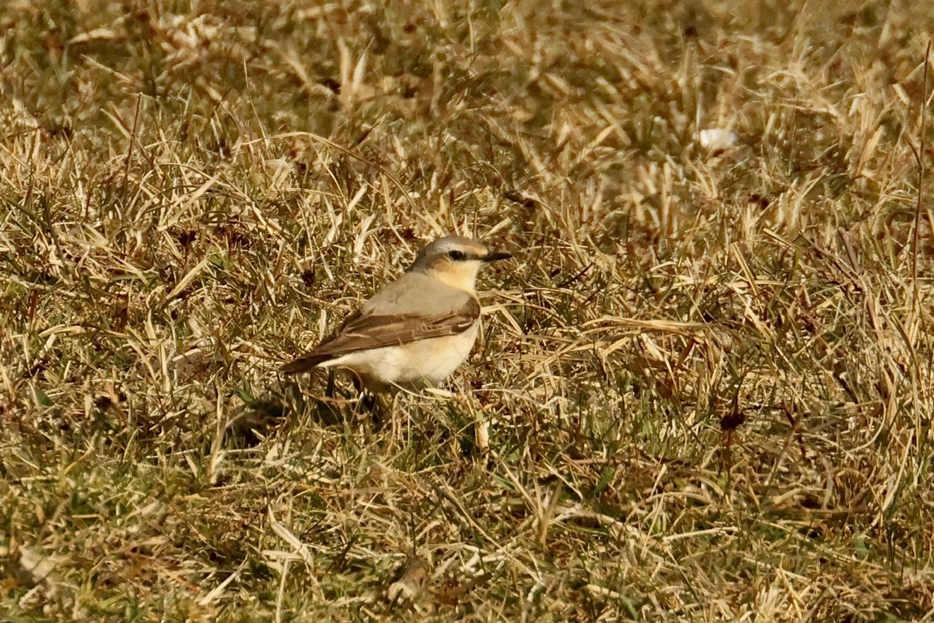 080426stenpiktryglørpvr