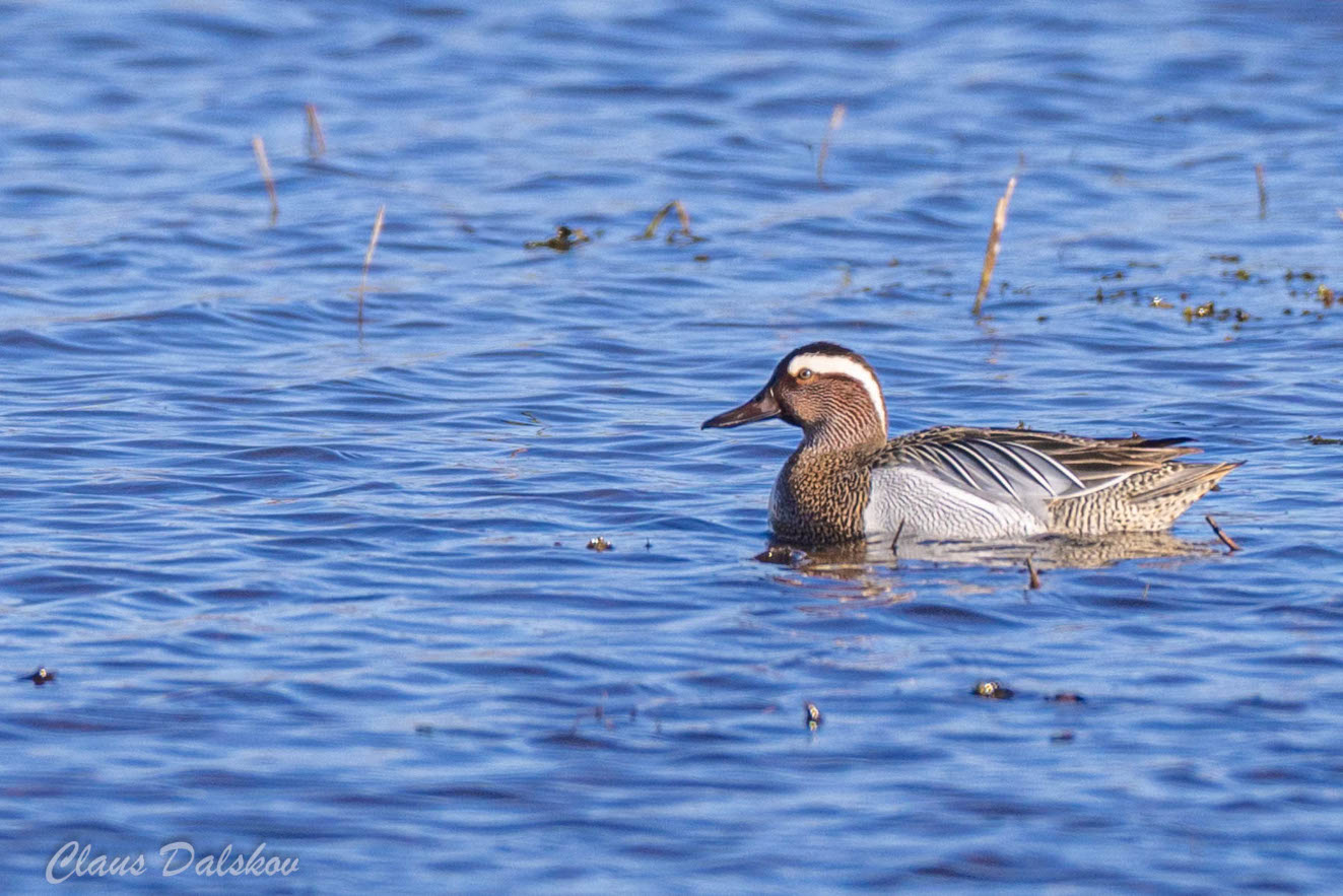 060426 Atlingand Botofte Skovmose