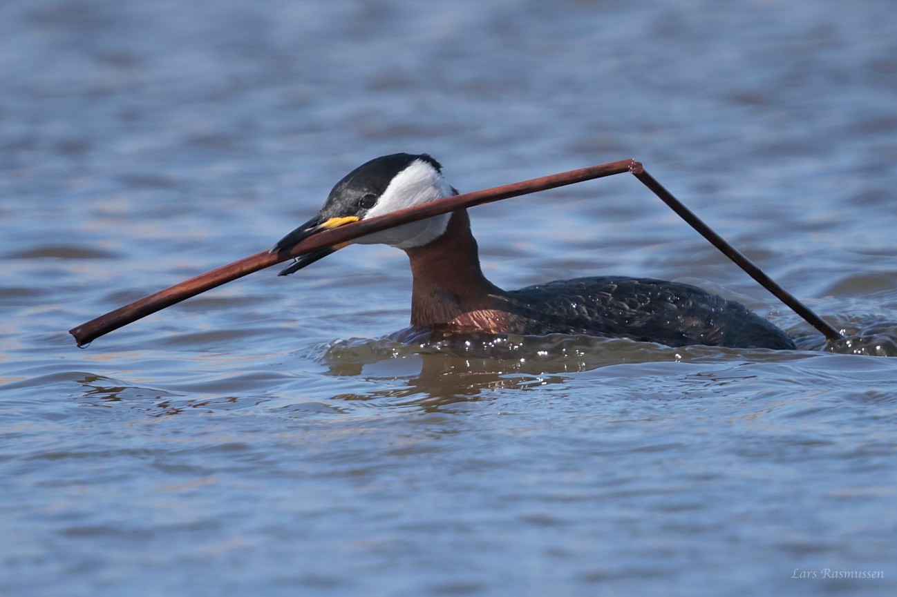 060426 Grstrubet Lappedykker Lammes Lars Rasmussen