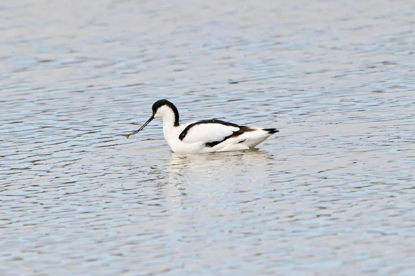 060426 Klyde Vejlen Henning Steen Hansen