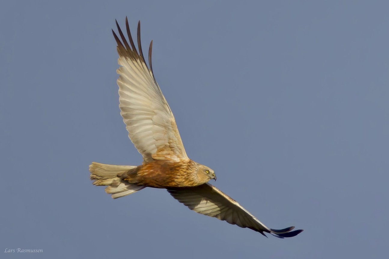 060426 Rrhg Nr Broby Lars Rasmussen