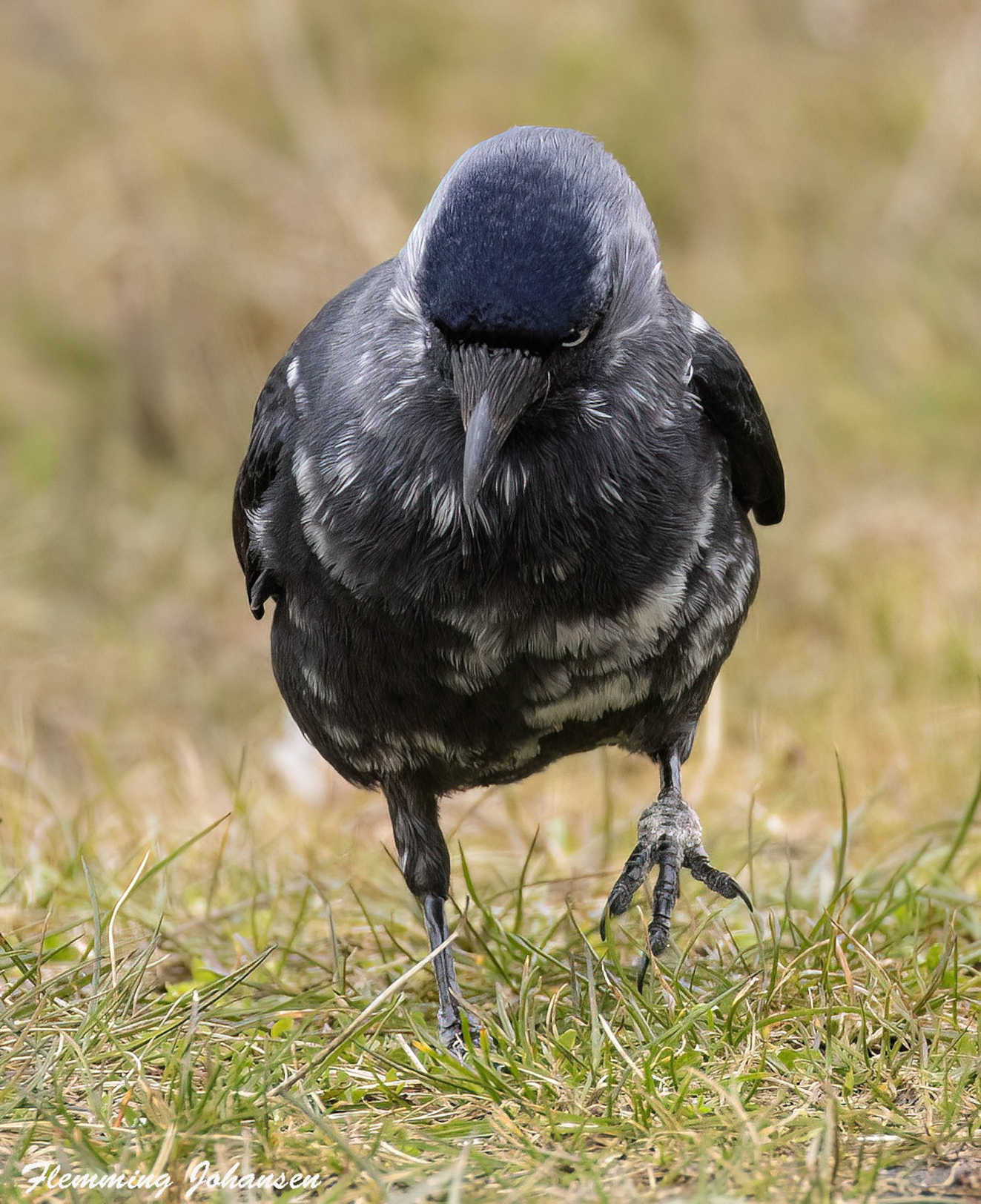 060426 Sidepanel Allike Faaborg FLemming Johansen