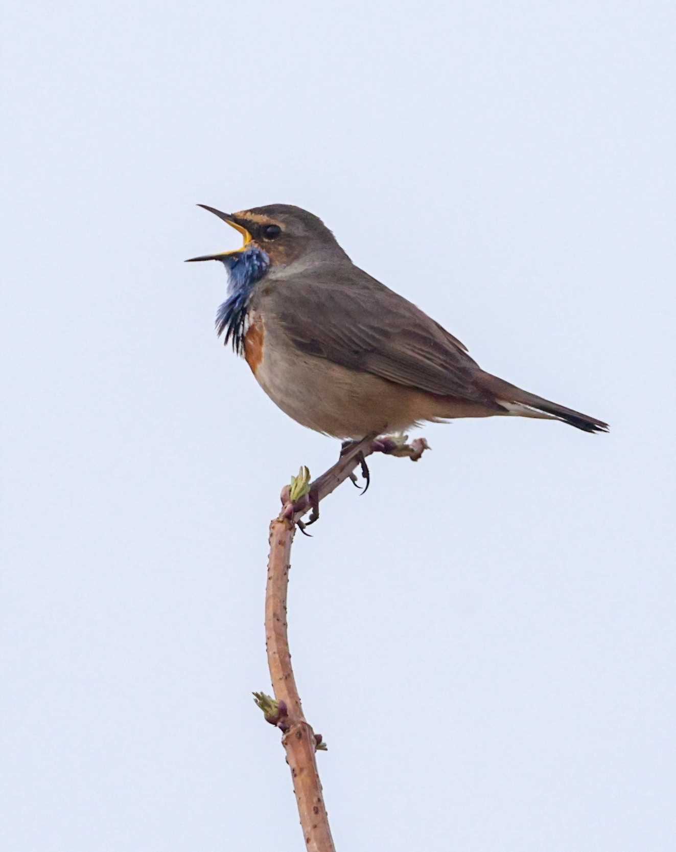 060426 Sidepanel Blhals Odense N Winni Nielsen