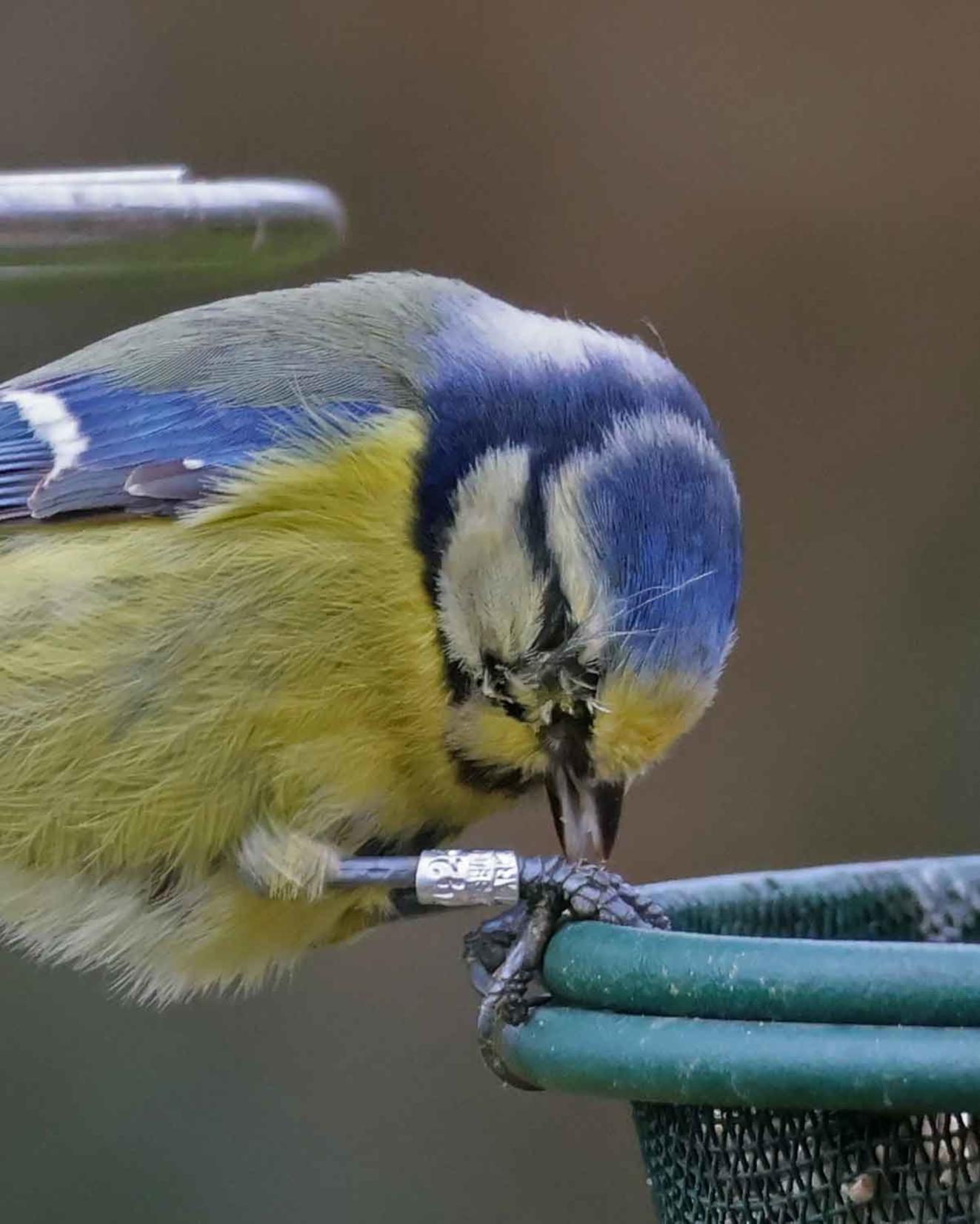 060426 Sidepanel Blmejse Krarup Jane Ditzel