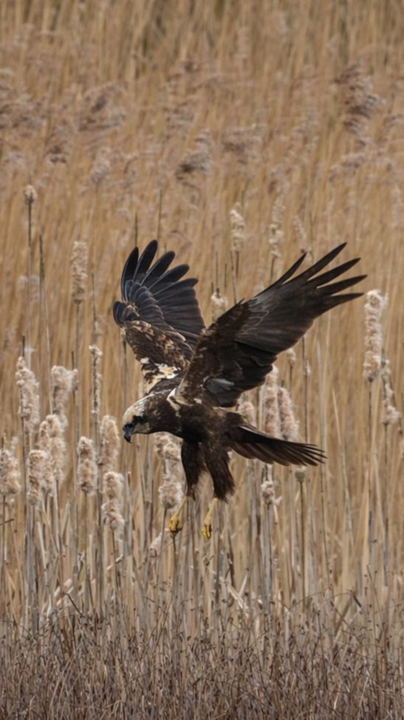 060426 Sidepanel Rrhg Susanne Flarup Andersen