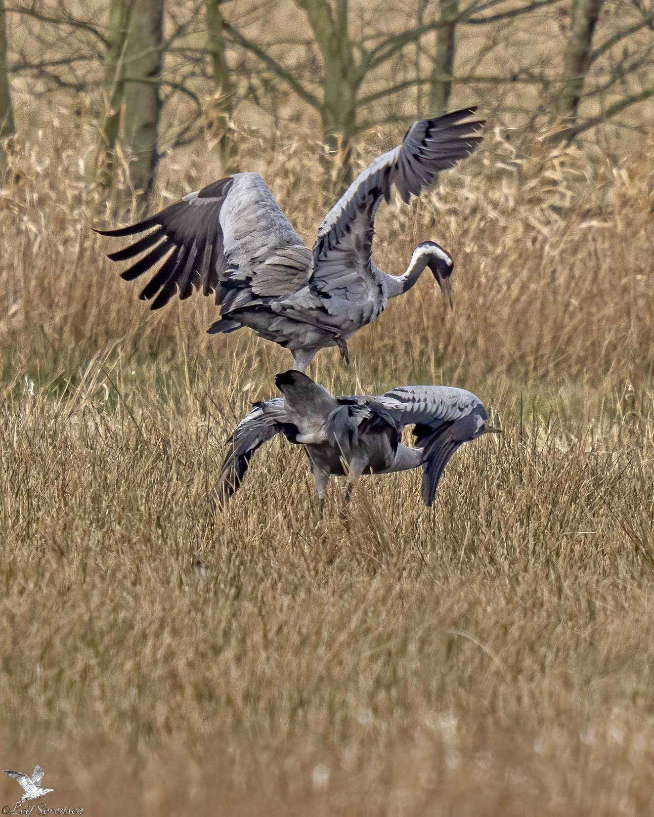 060426 Sidepanel Traner Brndegrd Leif Srensen