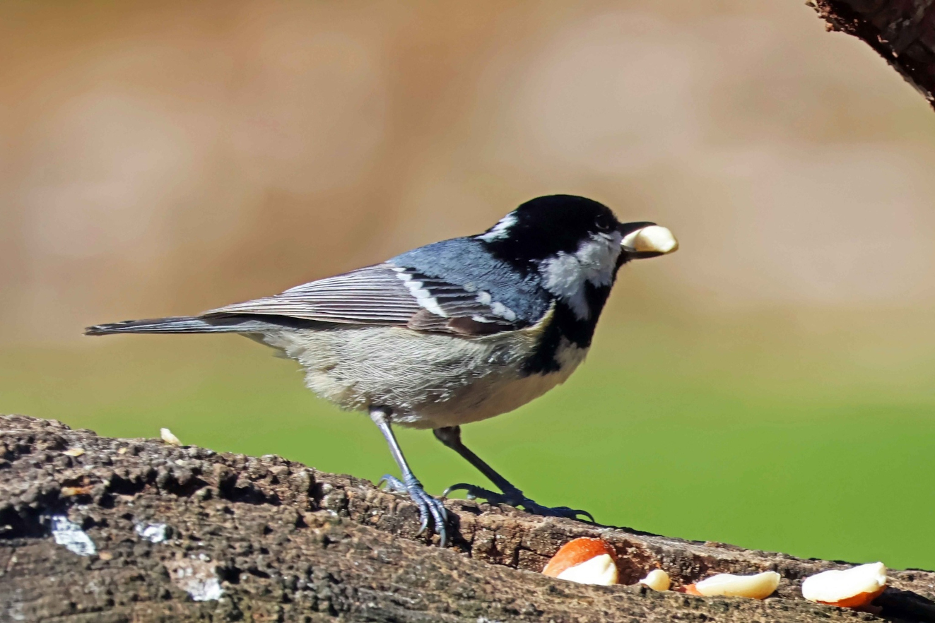 060426 Sortmejse Krarup Jane Ditzel