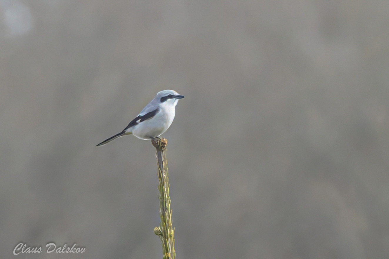 060426 Stor Tornskade Fiskerup Skov Claus Dalskov