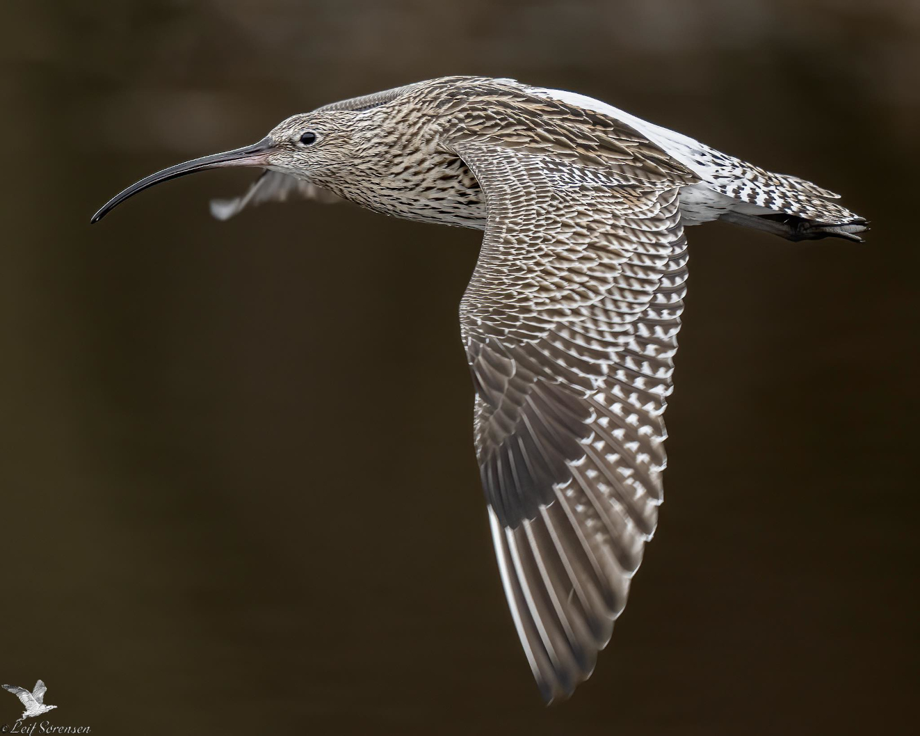 060426 Storspove Slipshavn Leif Srensen