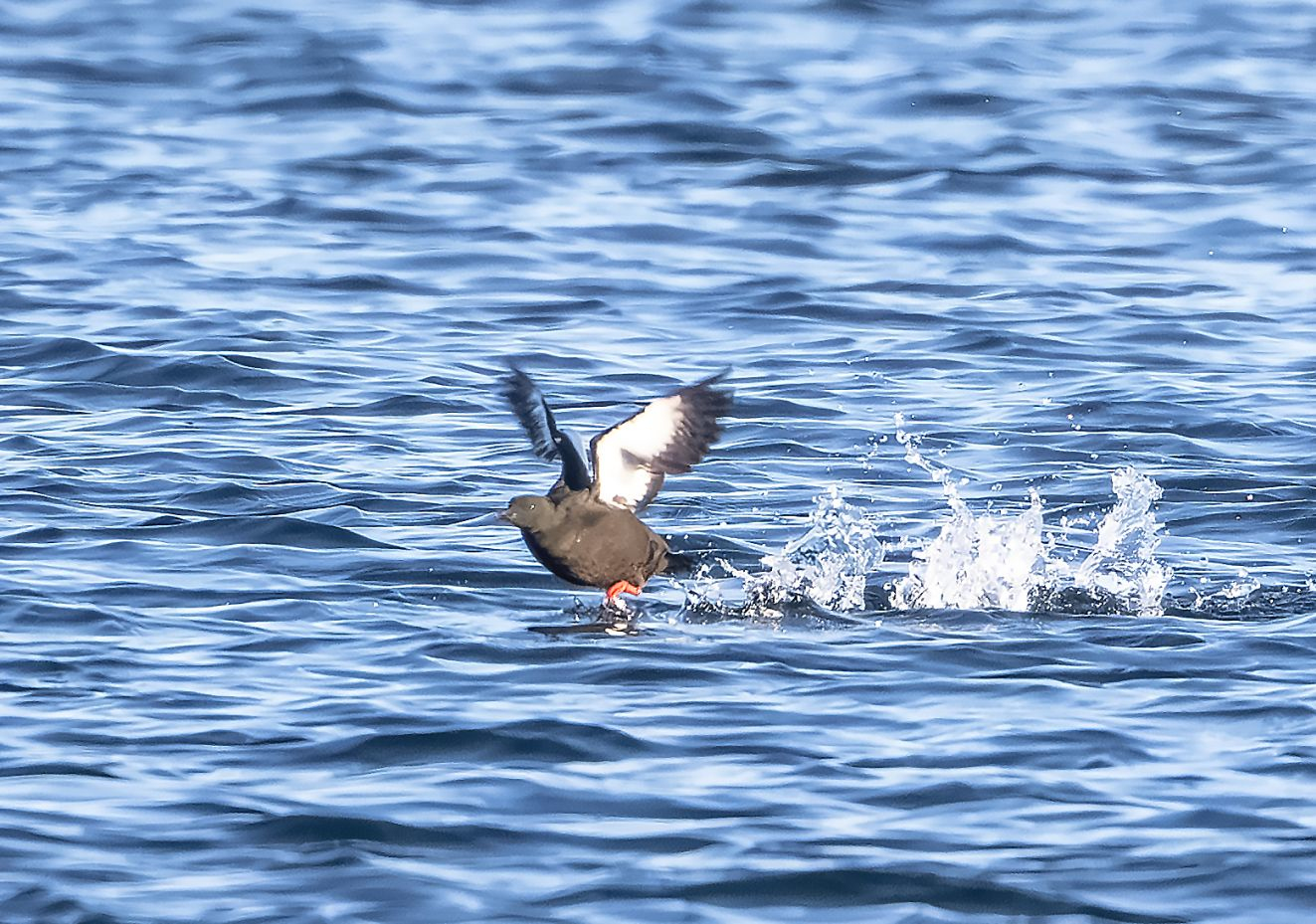 060426 Tejst Knudshoved Erik Thomsen