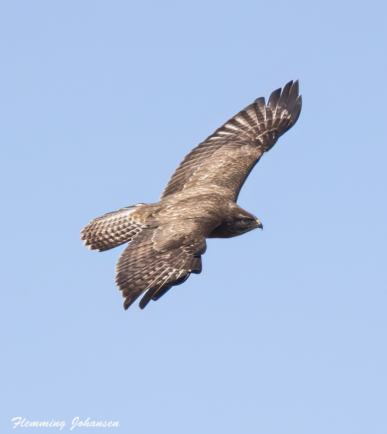 060426 sidepanel Musvge Korinth Flemming Johansen