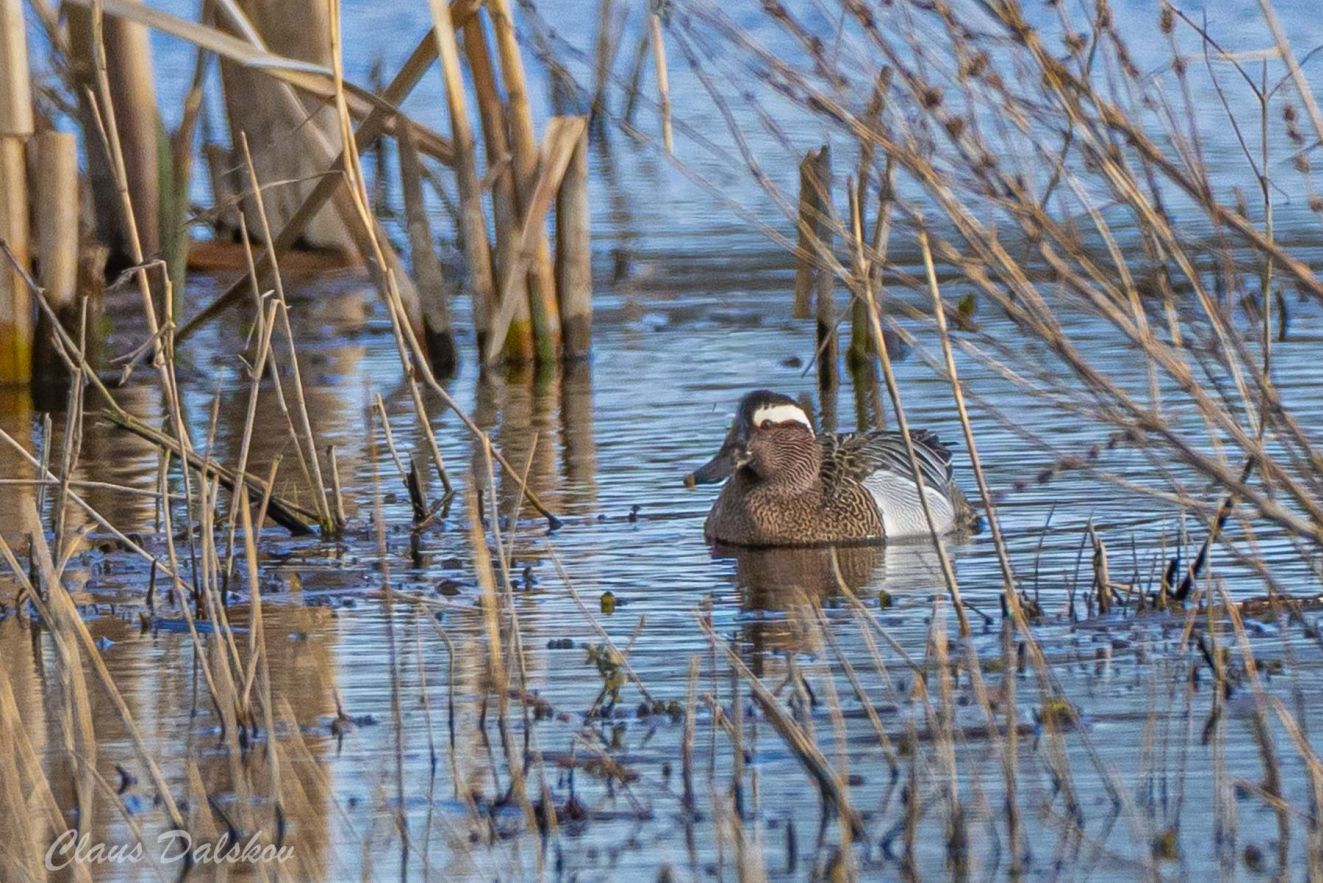 260326atlingbotoftecld