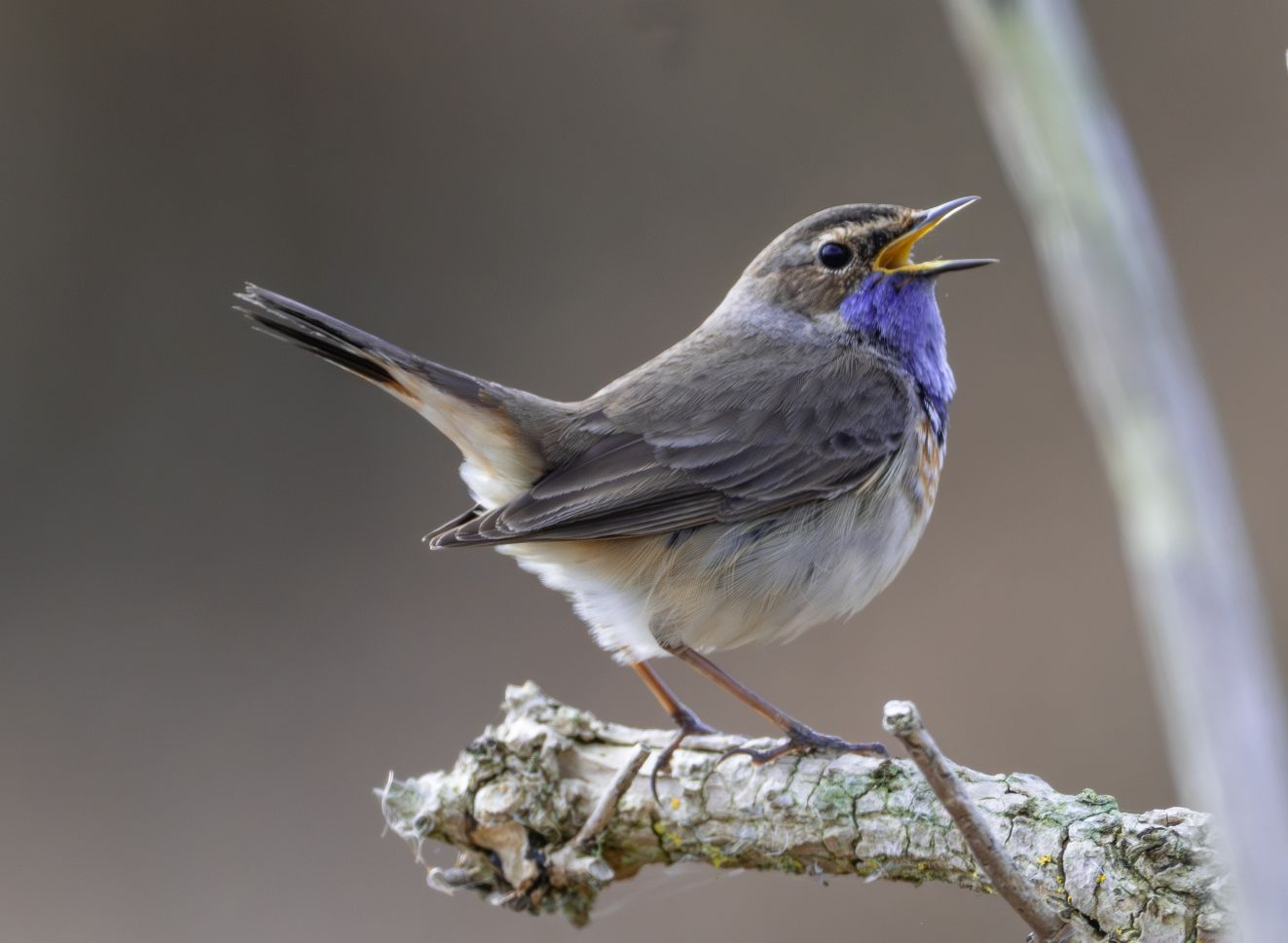 260326blåtorshemoet