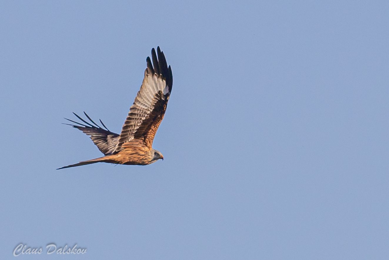 260326rødflådetfrecld