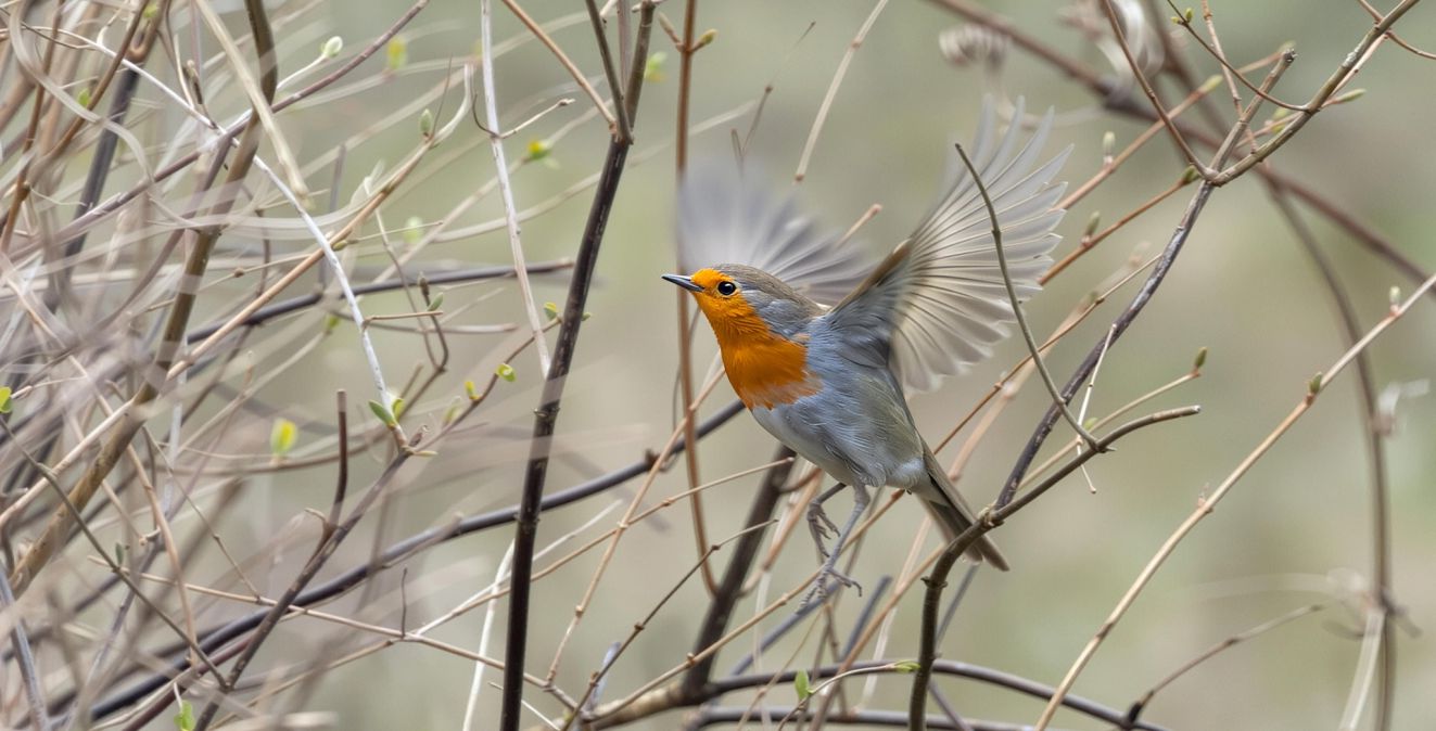 260326rødhalsfinnwraae