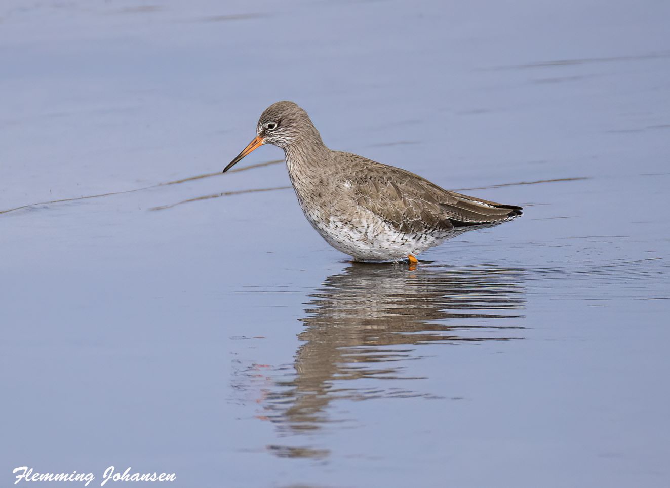 260326rødmanbøjflj