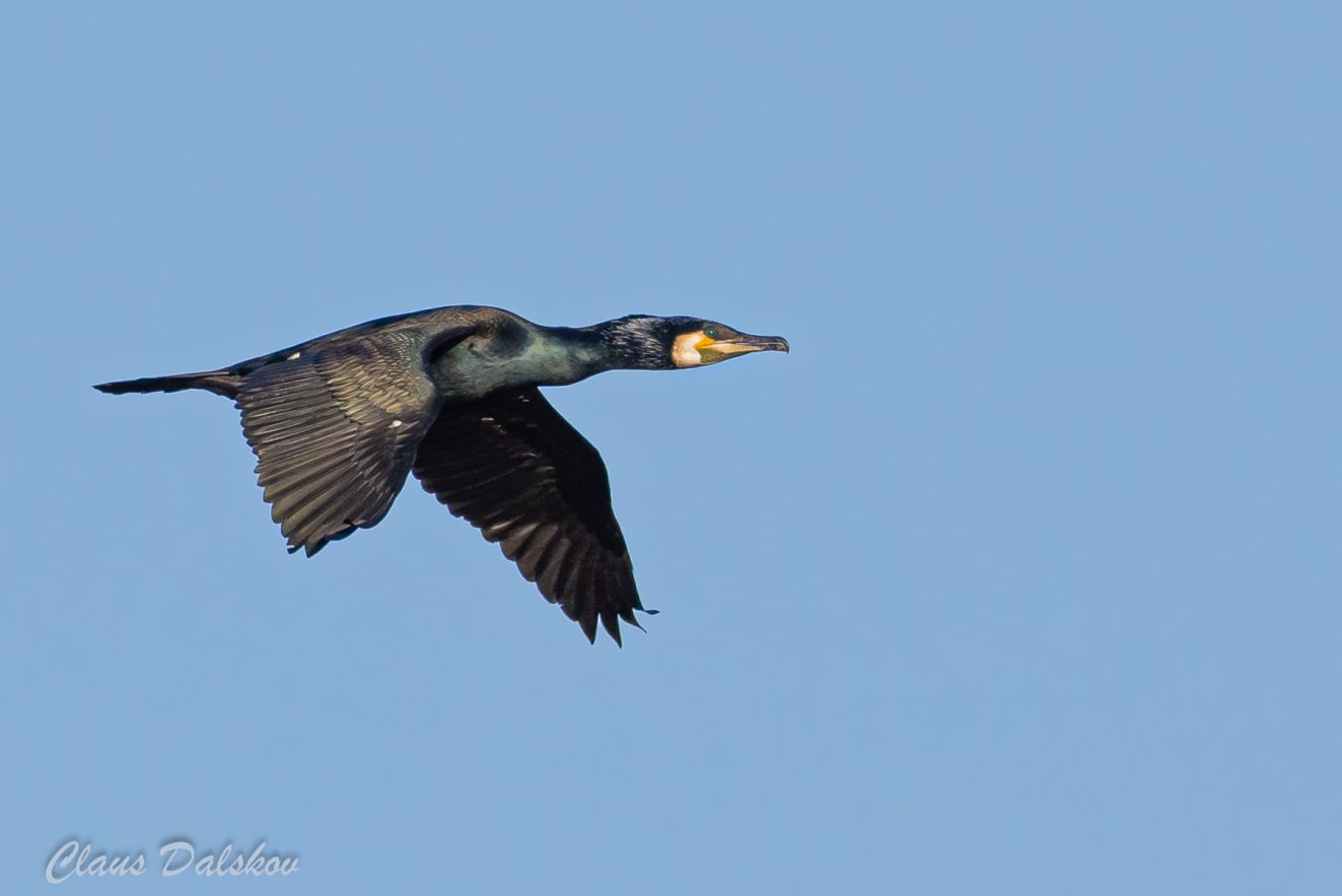 260326skarvbotoftecld