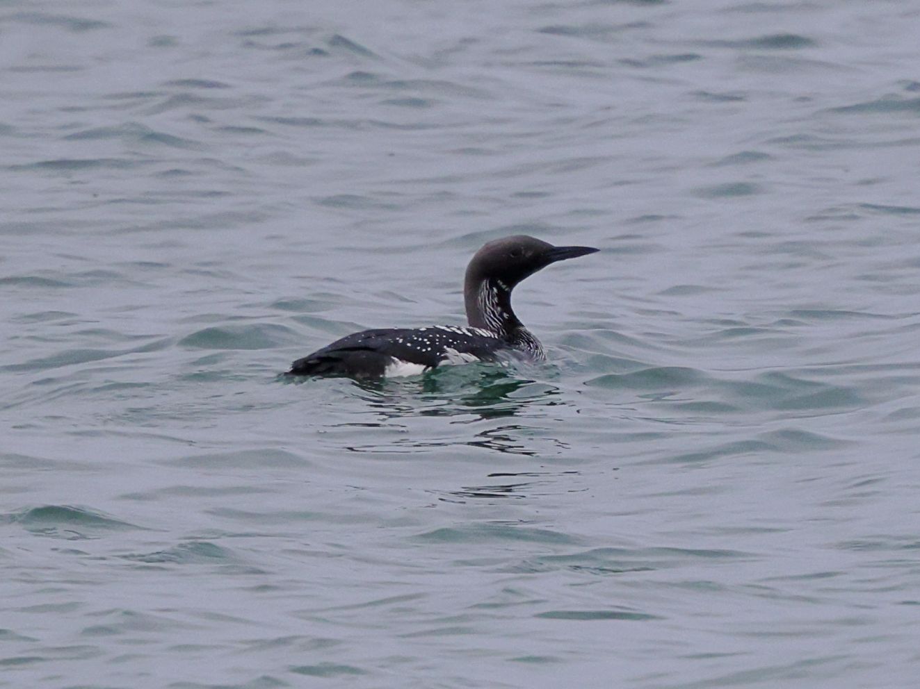 260326sortdrejetsønottoarenkieljensen