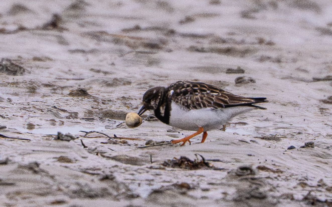 260326stensønslipset