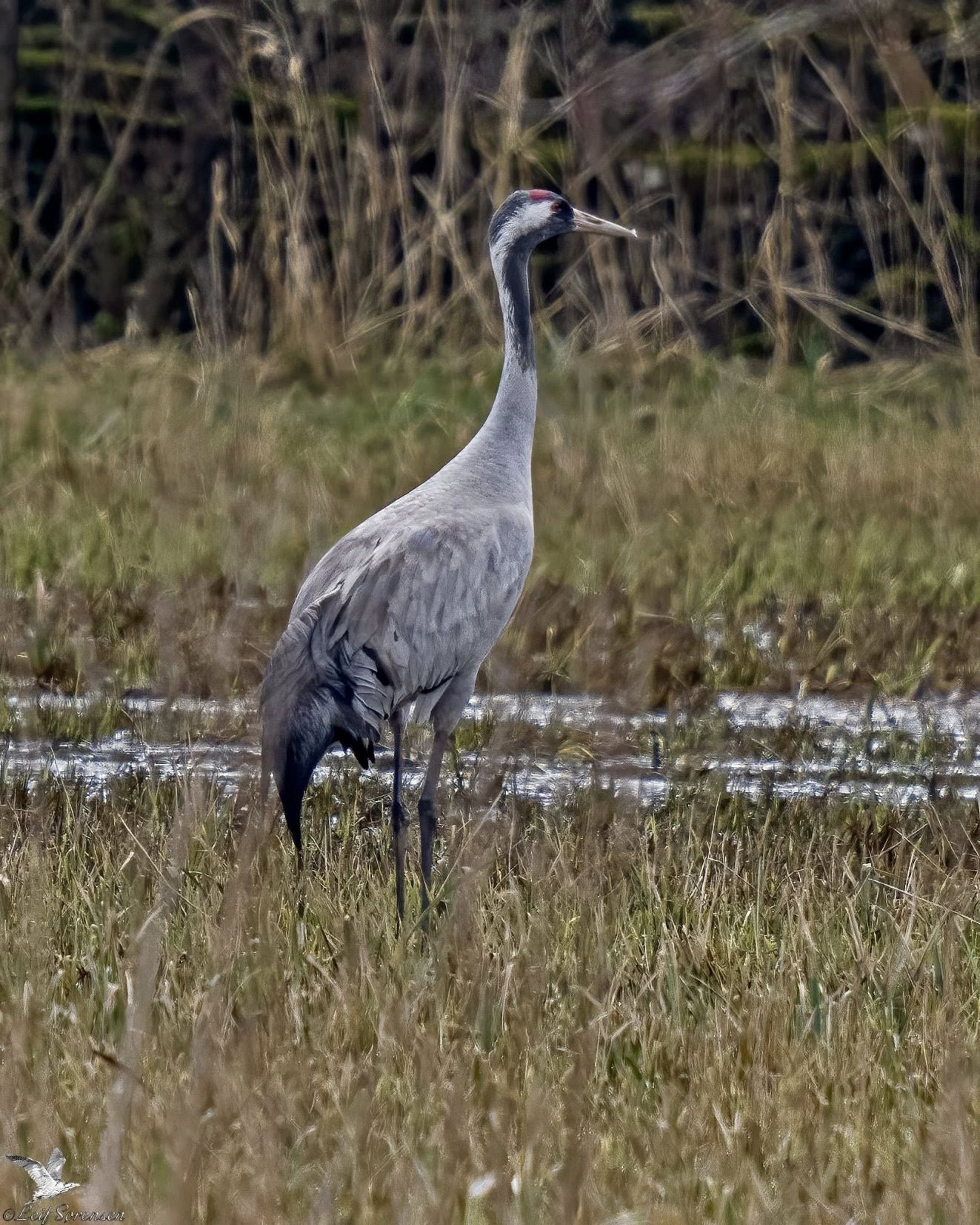 260326tranekorinthlørls