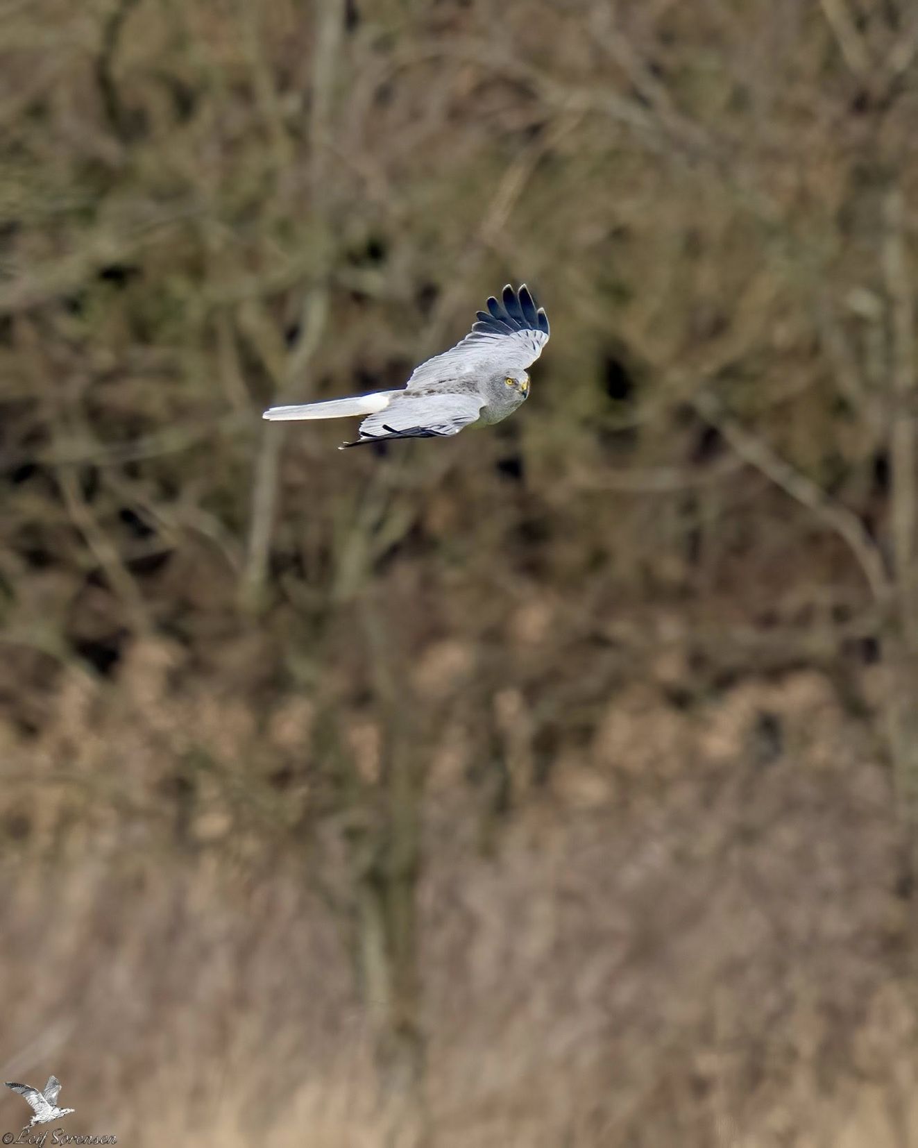 160326blålammtorsls