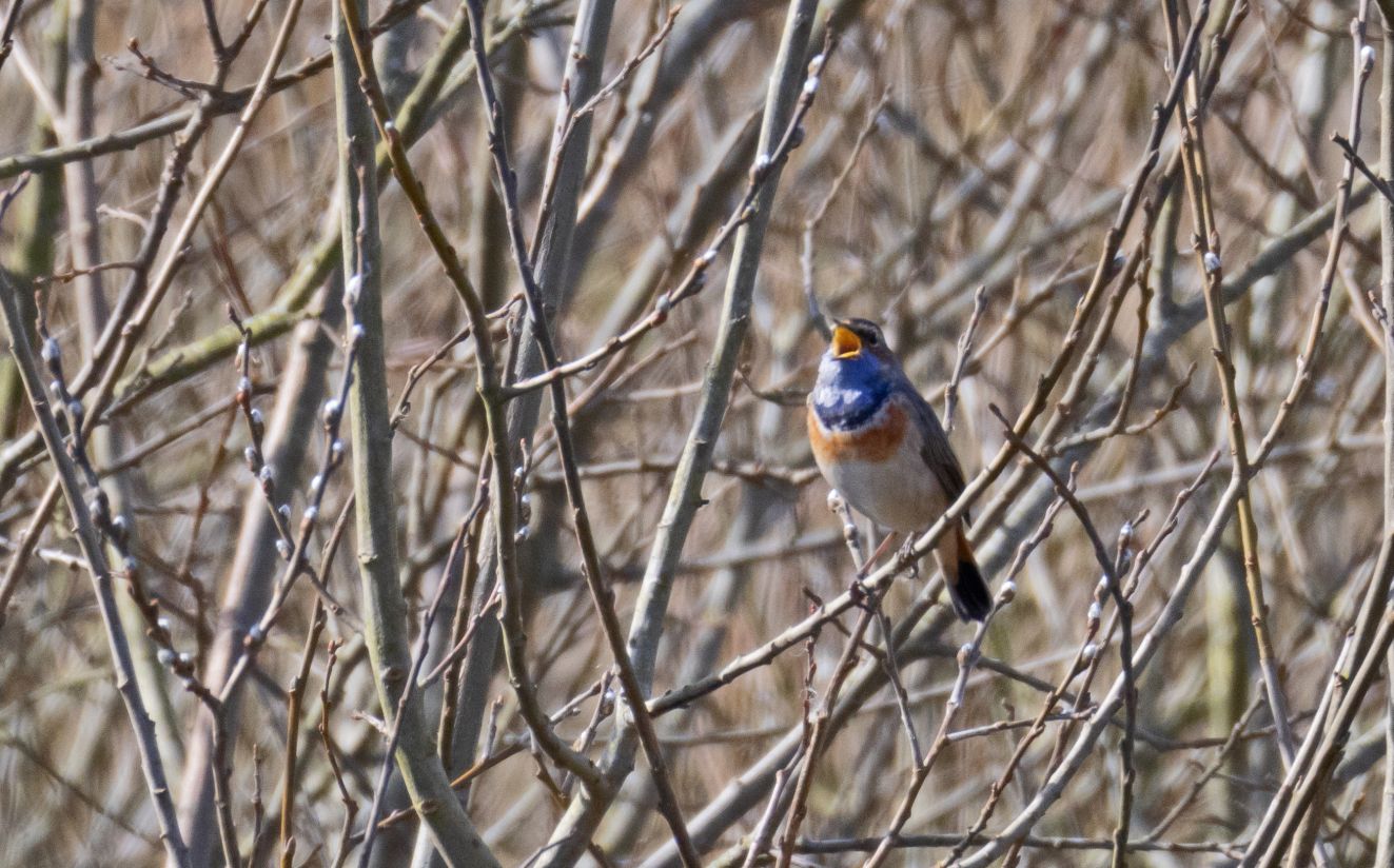 160326blåsilkefrelkr